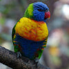 Colour Inspiration From Australian Birds